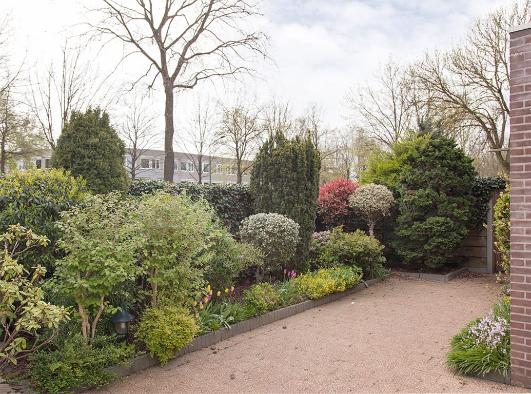 Foto 39 van Aalscholver 9