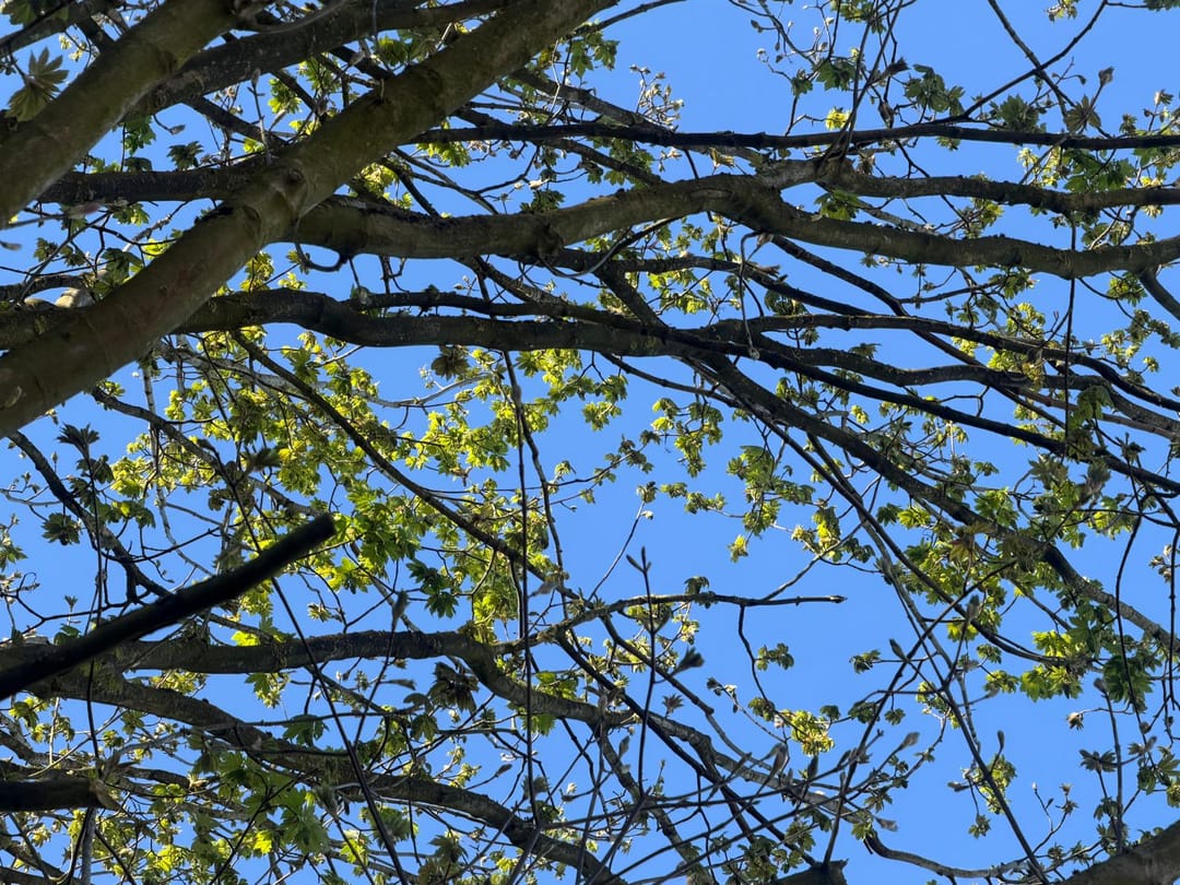 Foto 8 van Boslaan - kavel 2