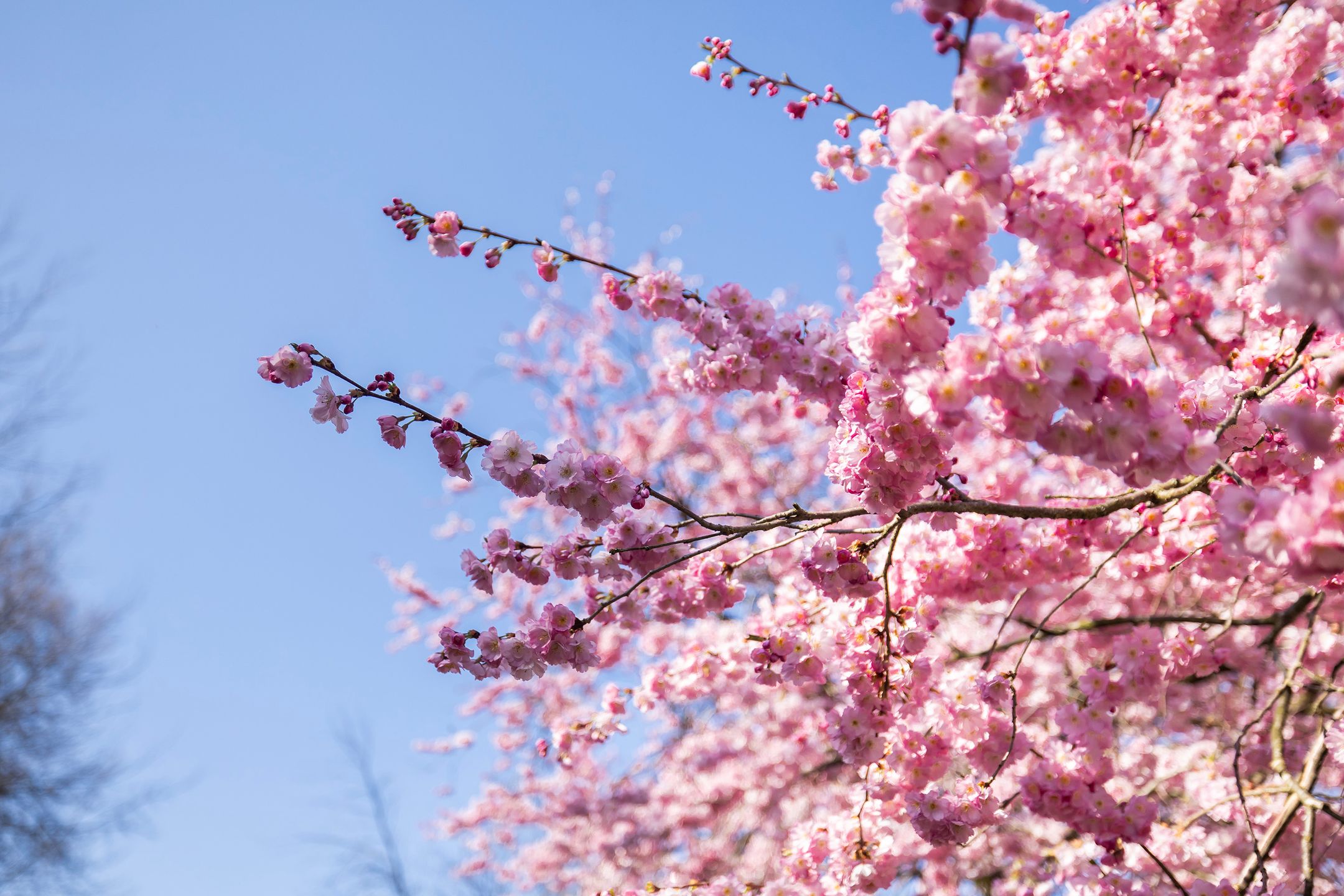 Foto 36 van Lorentzstraat 46