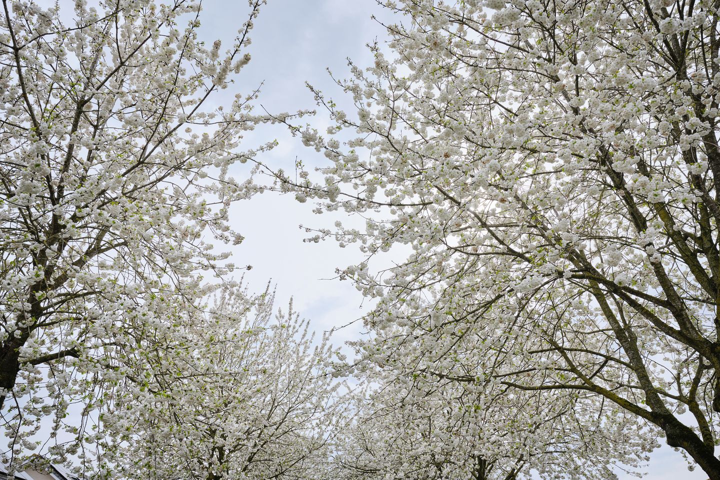 Foto 34 van Nieuwland 54