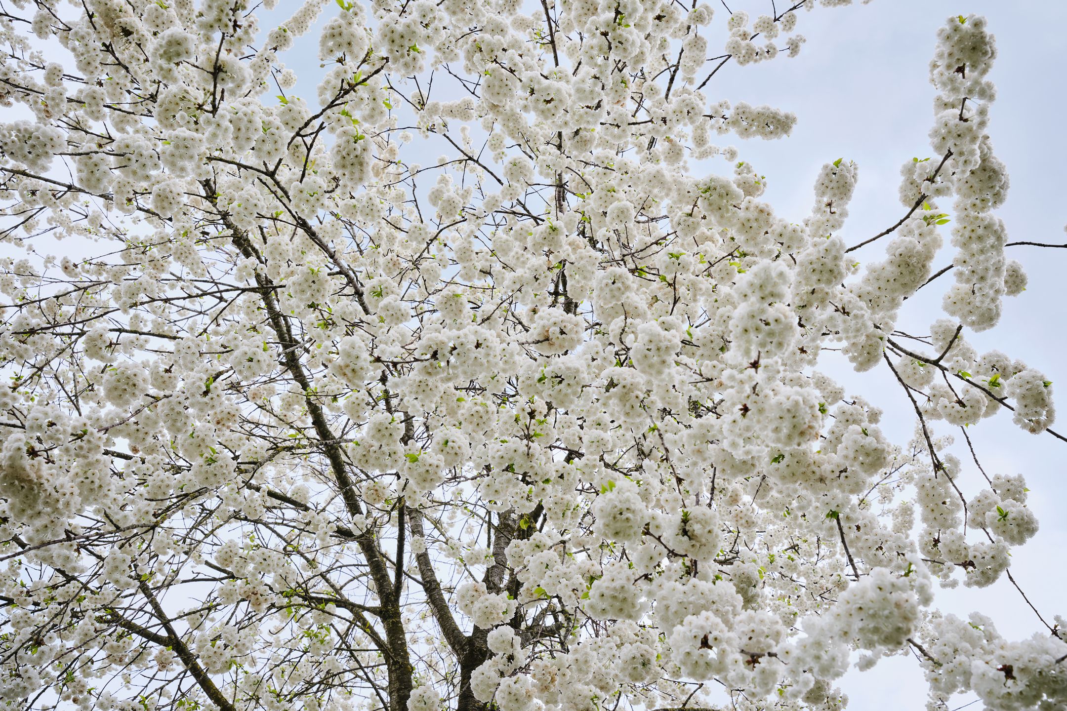 Foto 33 van Nieuwland 54