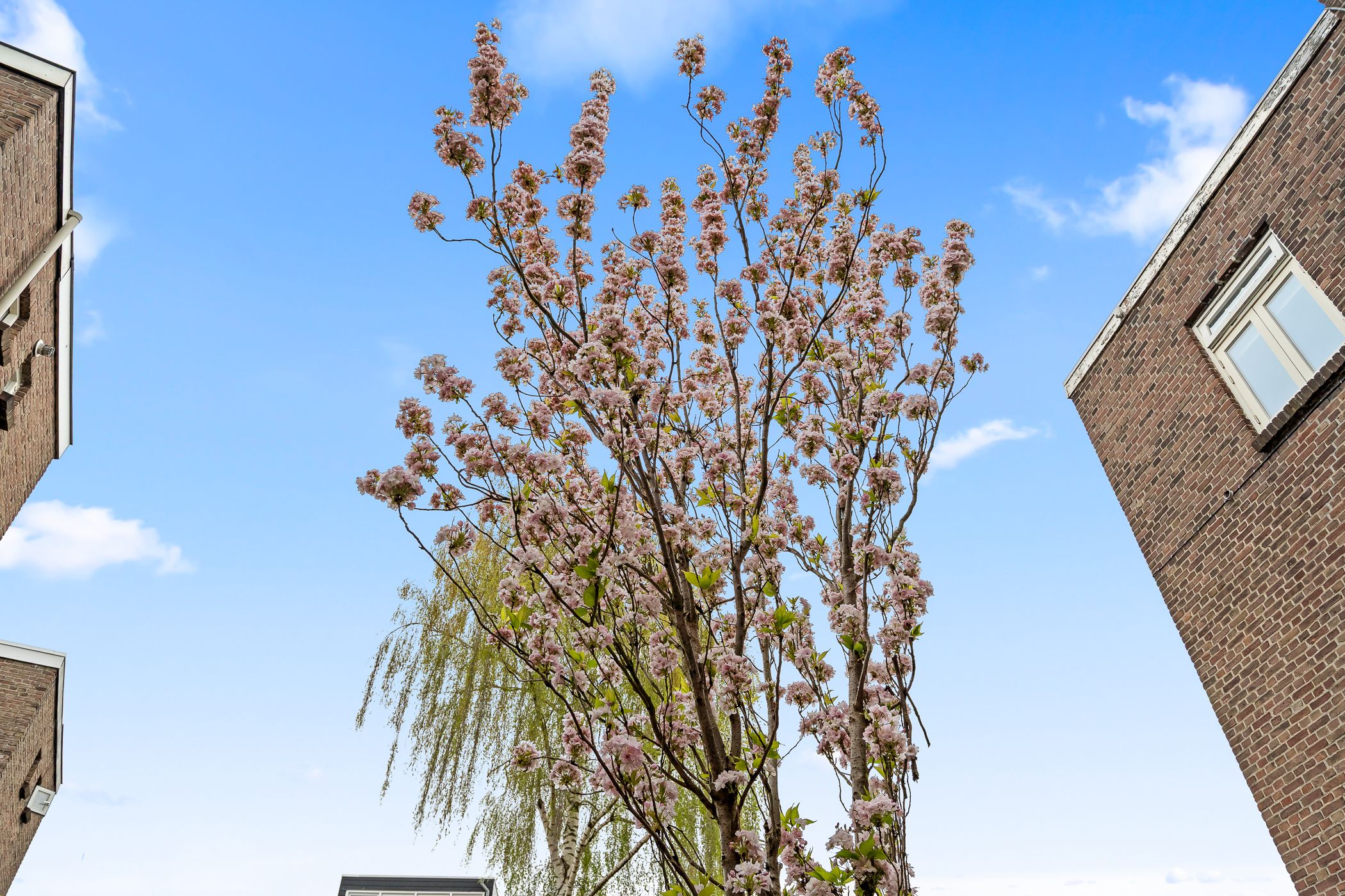 Foto 33 van Spinozaweg 76