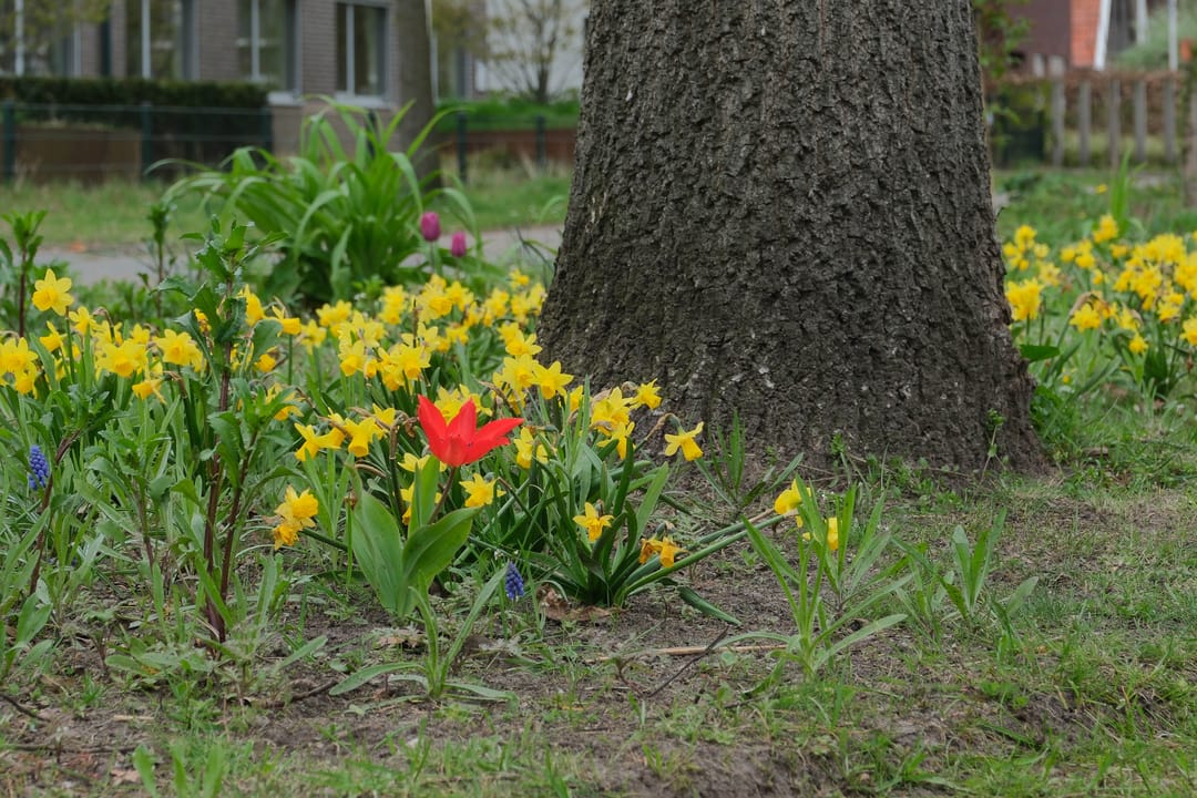 Foto 32 van Palissade 13