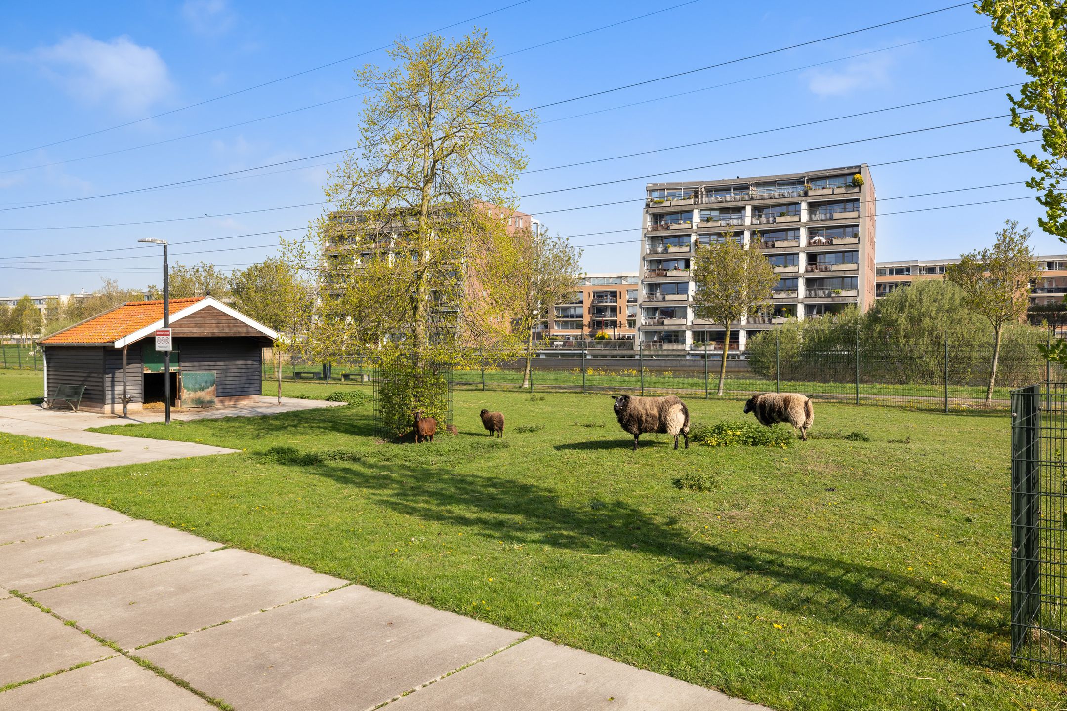 Foto 45 van Jan van Scorelhage 6