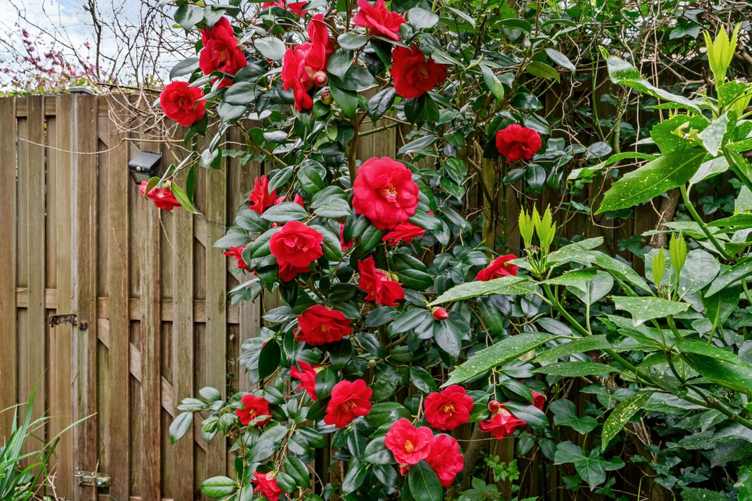 Foto 23 van Vlieland 174