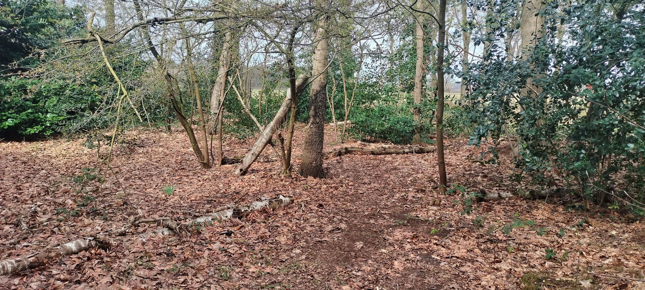 Foto 3 van Kievit 12-B030