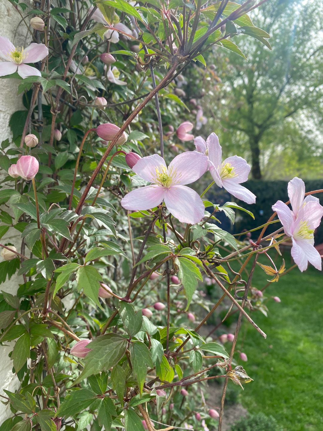 Foto 41 van Wederiksingel 14