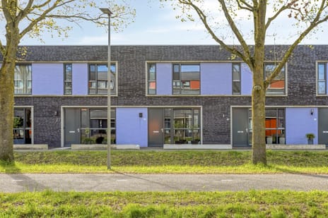 Paardenbloem thumbnail