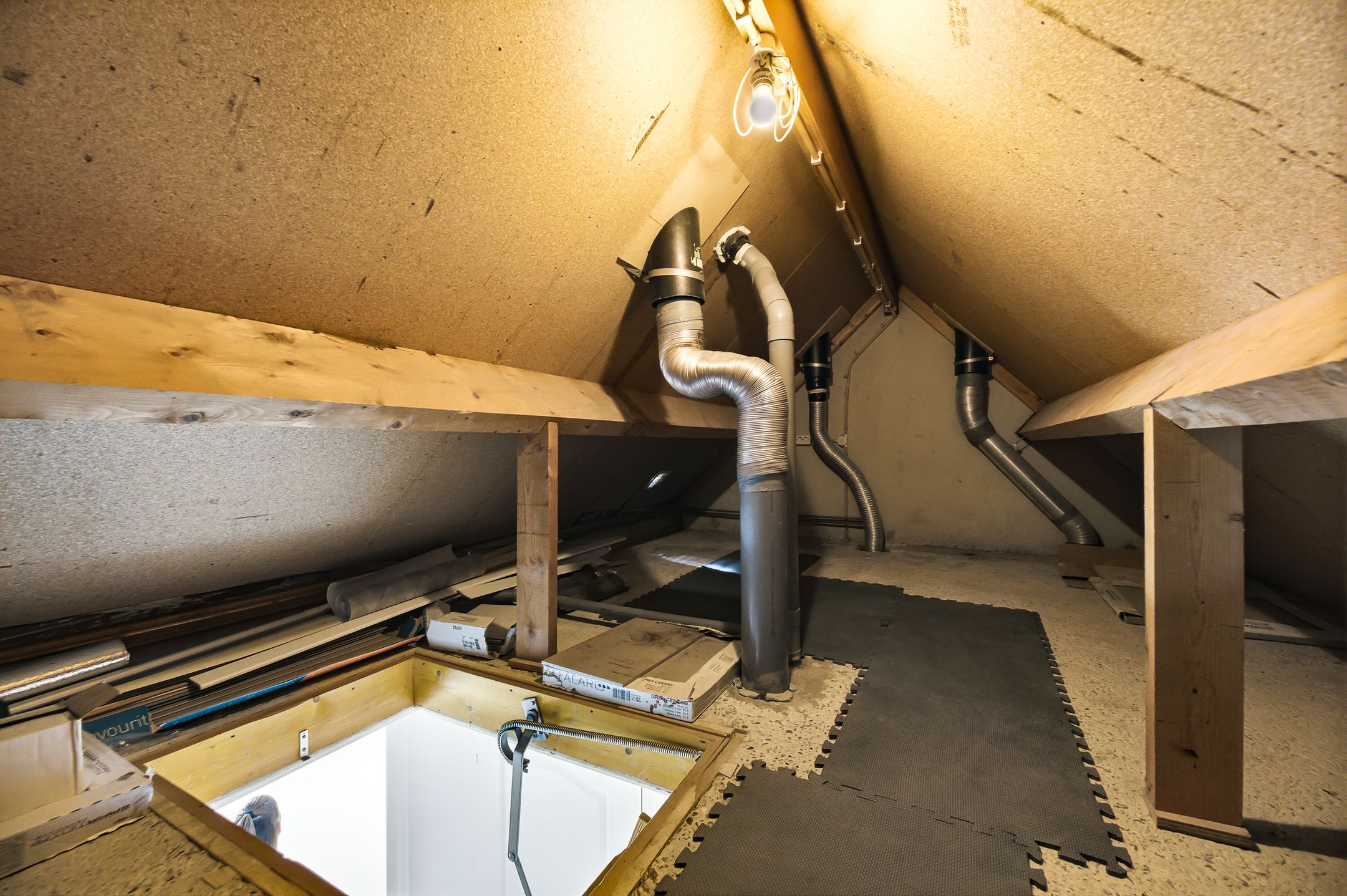 Foto 30 van Kanariesprenk 105