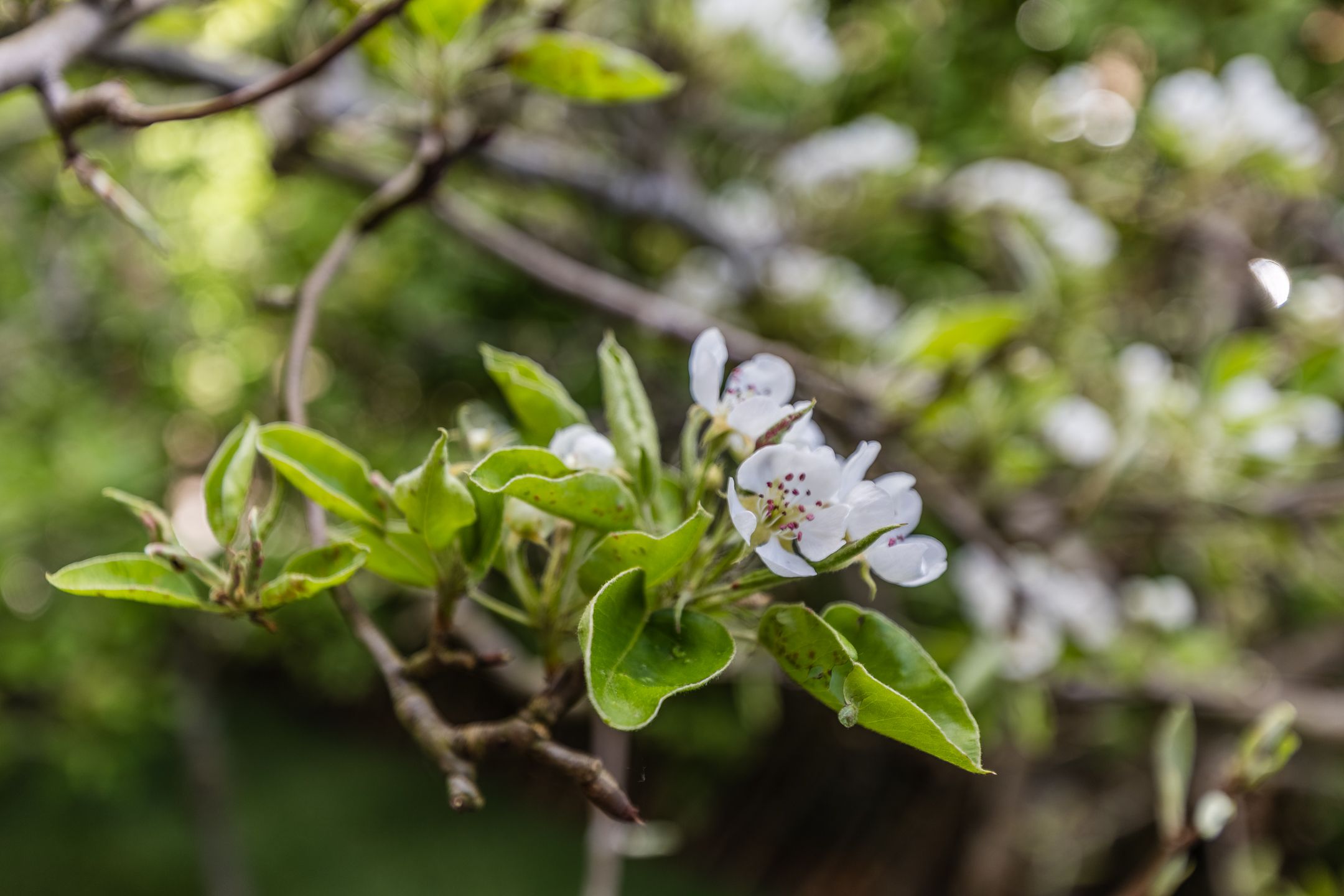 Foto 45 van Leeghwaterstraat 2