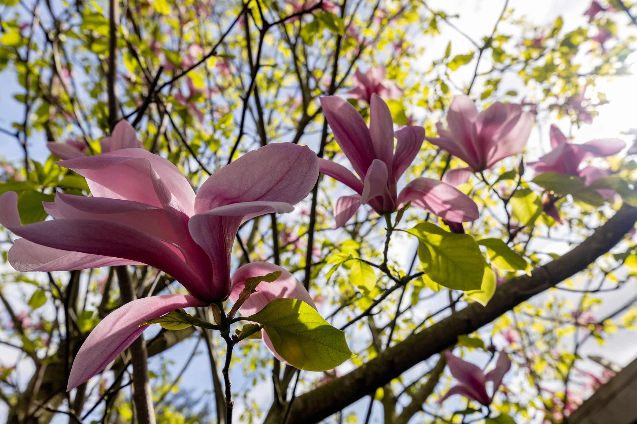 Foto 36 van Saffierstraat 32-A