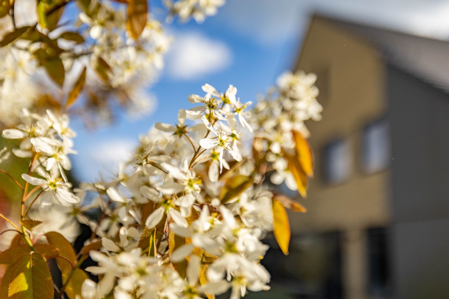 Foto 40 van Blaarkop 51