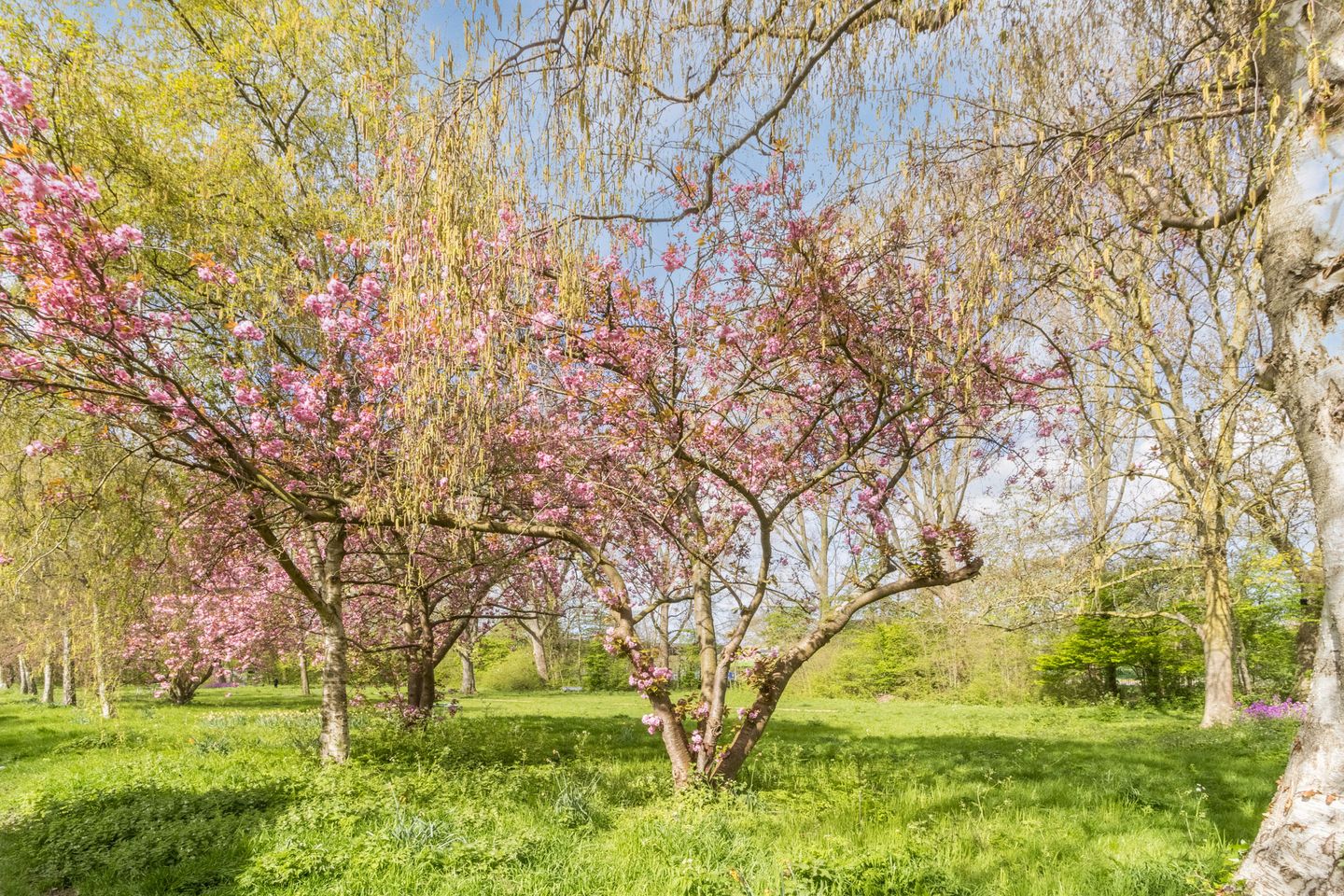 Foto 25 van Van der Haertstraat 13