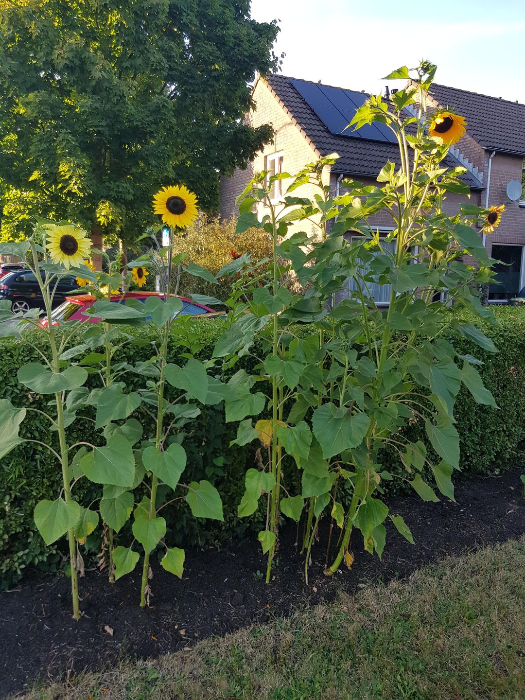 Foto 61 van Molenbergstraat 44