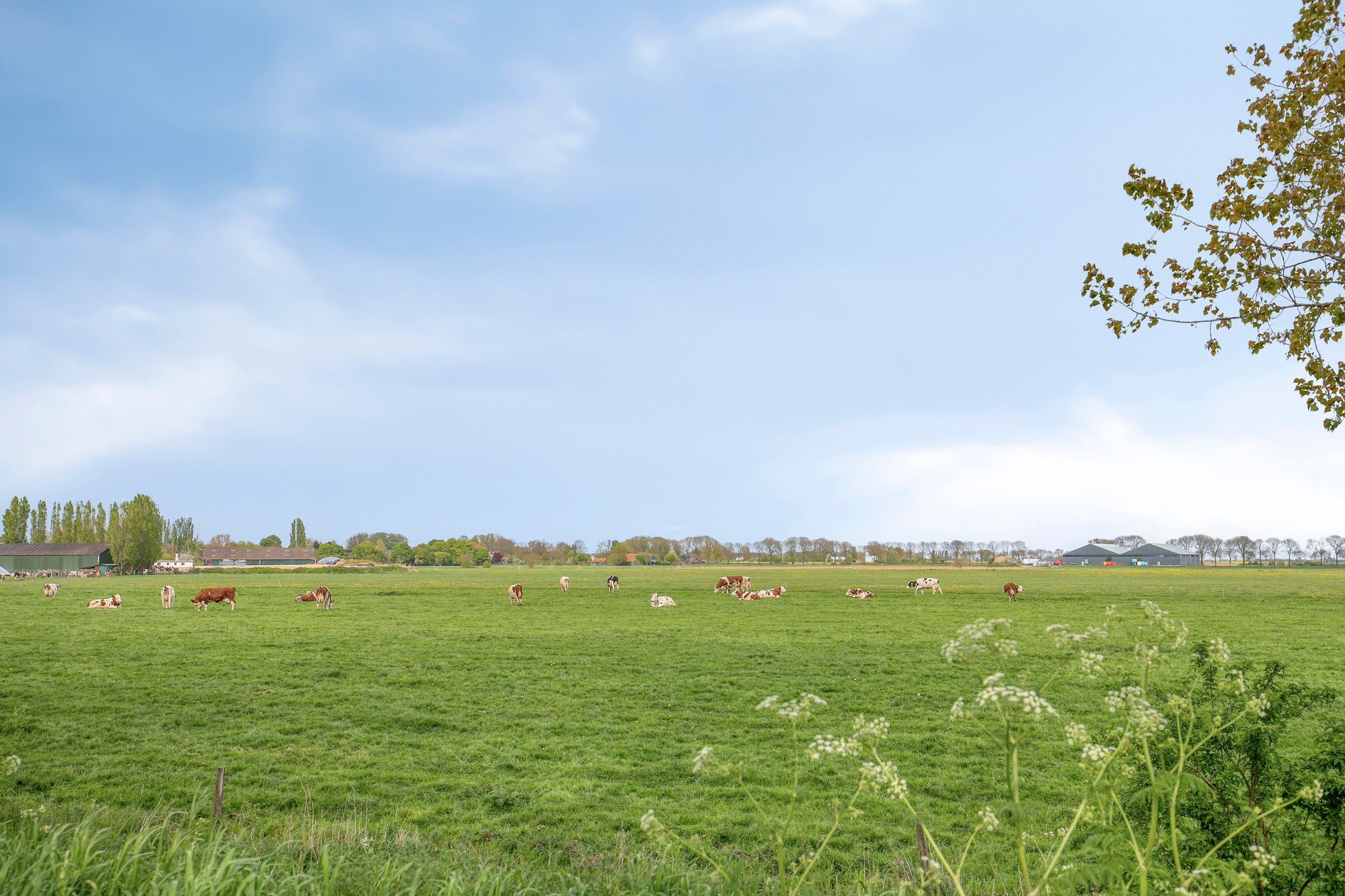 Photo 42 of Cambara 11