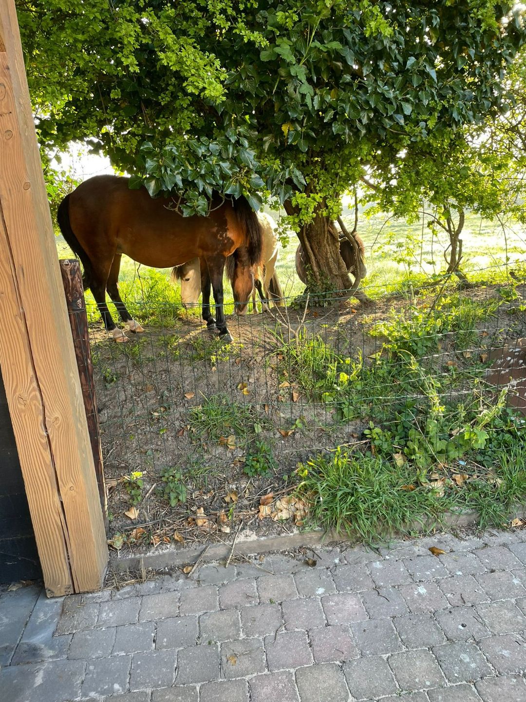 Foto 38 van Seringestraat 11