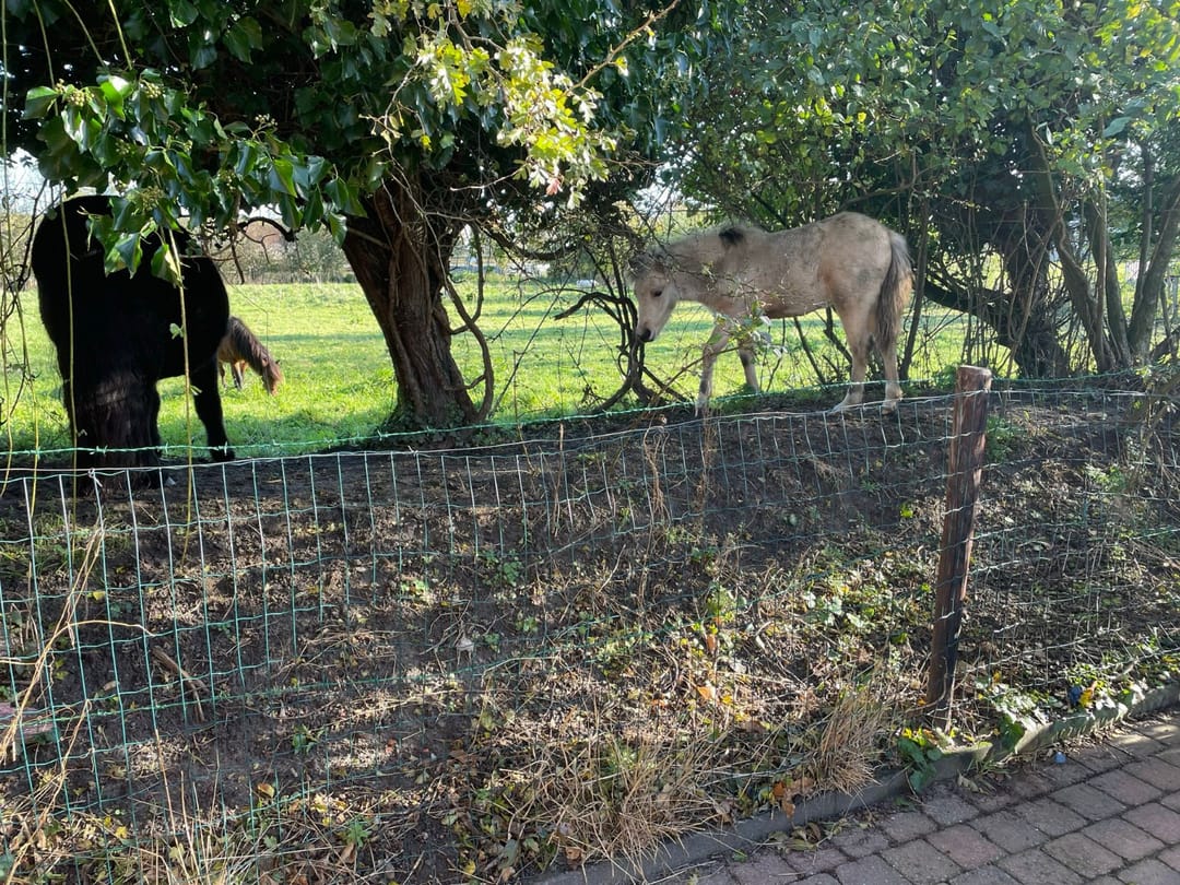 Foto 37 van Seringestraat 11