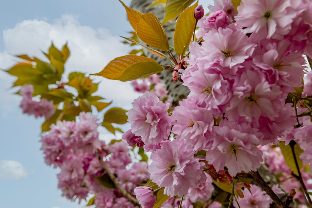 Foto 38 van P C Boutenssingel 28