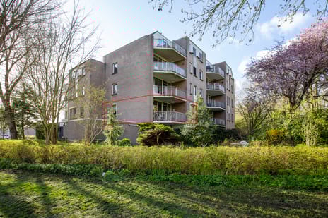 Koraalzwam thumbnail