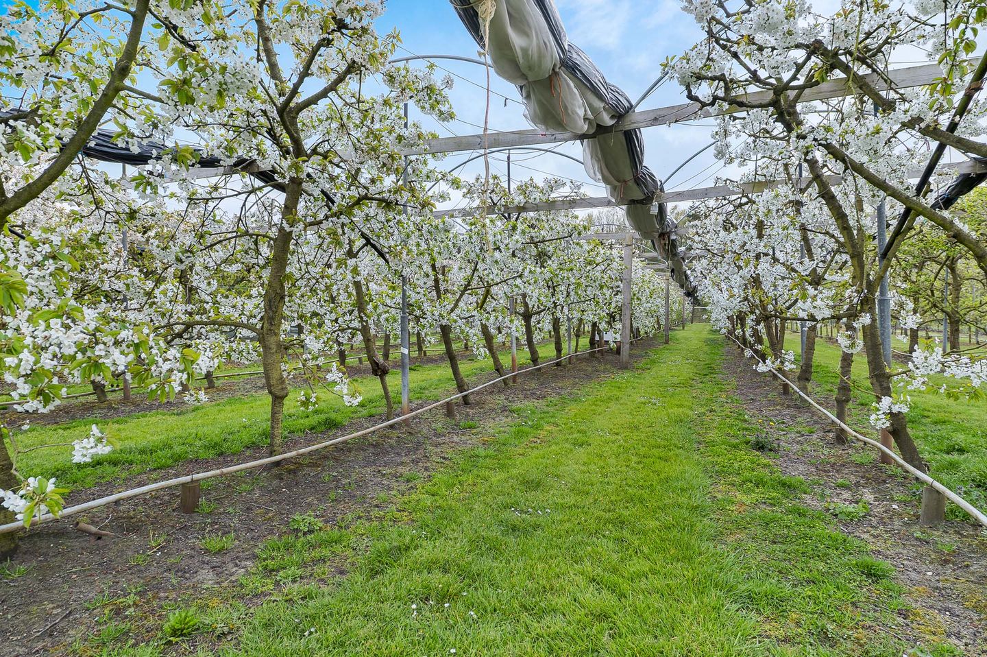 Foto 50 van Bosschenhoofdsestraat 35