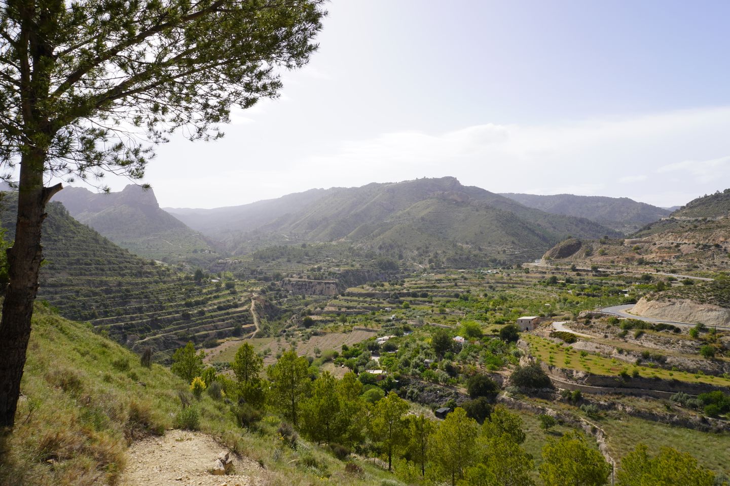 Foto 10 van Oliva Relleu CPO702