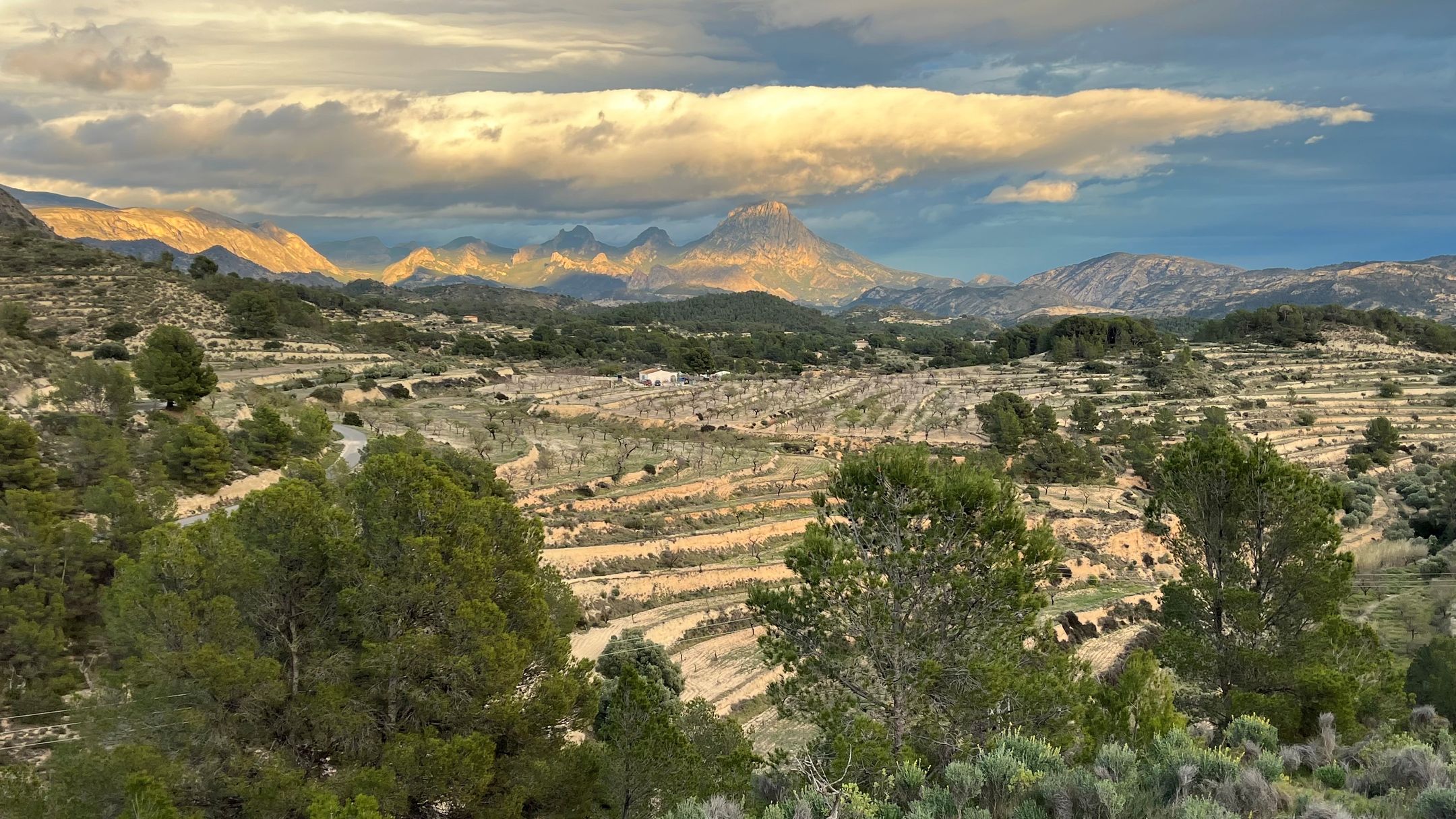 Foto 9 van Oliva Relleu CPO702