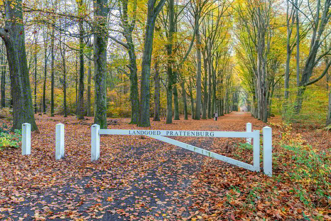 Foto 41 van Veenmos 10