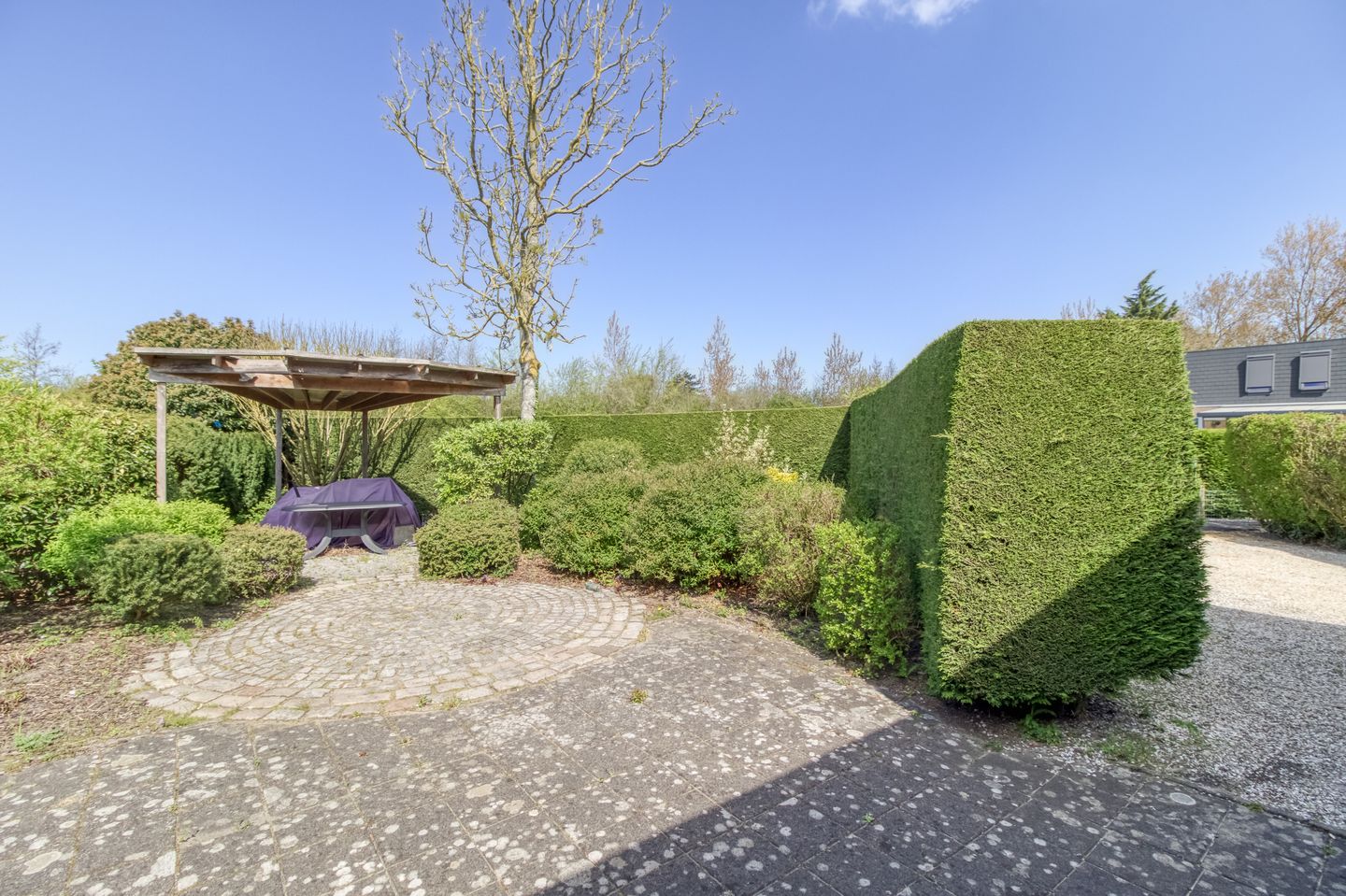 Foto 25 van Liguster 77