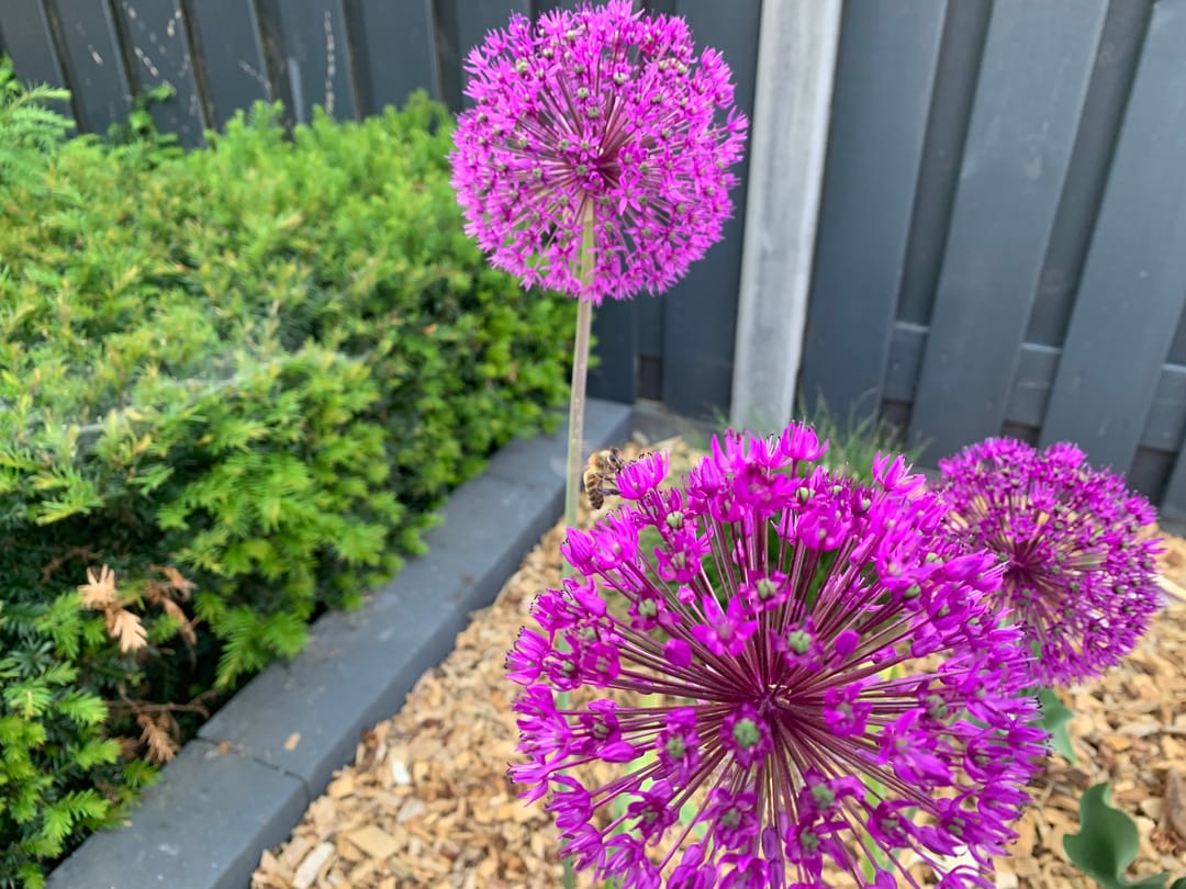 Foto 62 van Kamperfoelie 20