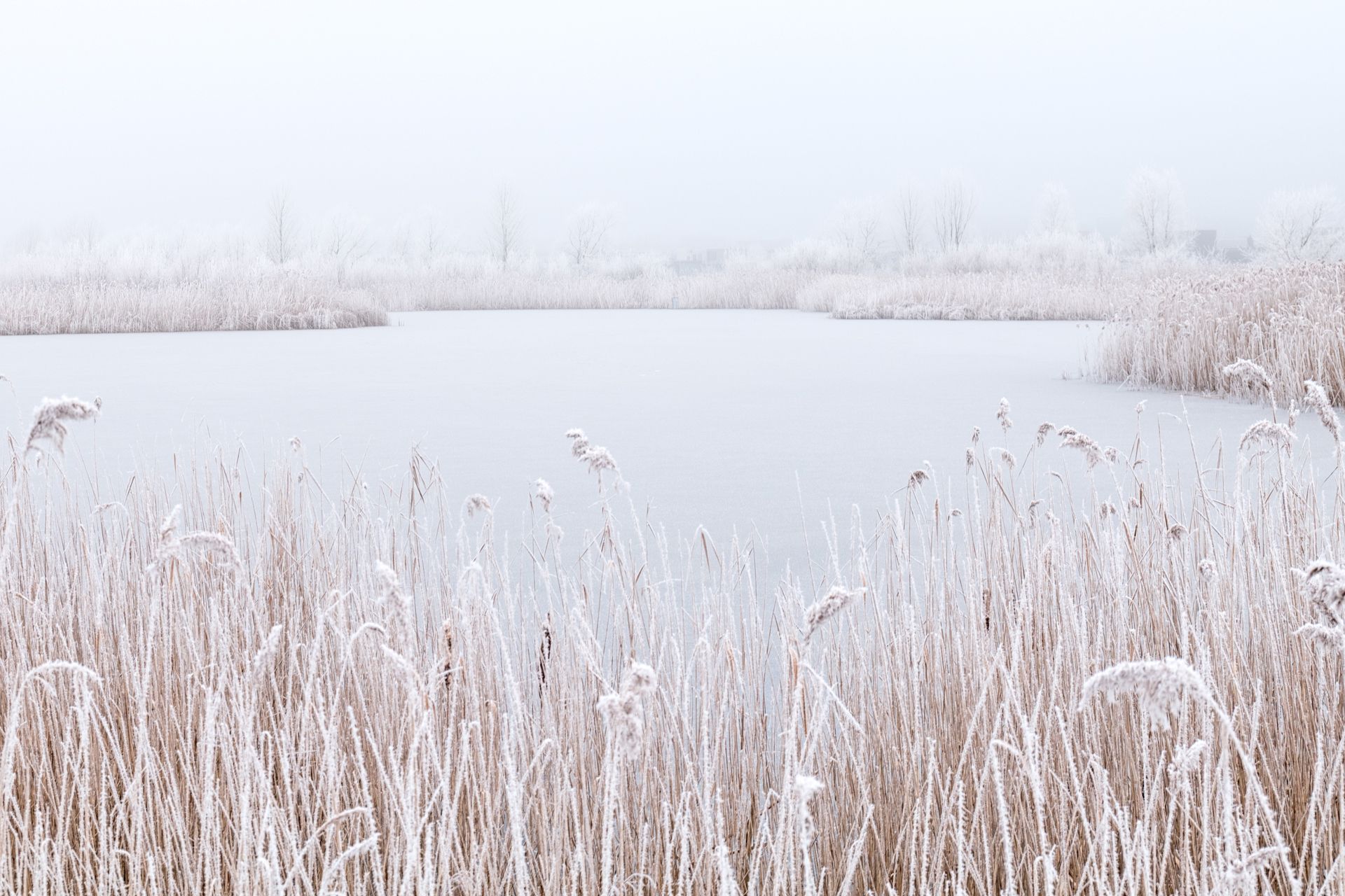 Foto 42 van Lisdoddelaan 36