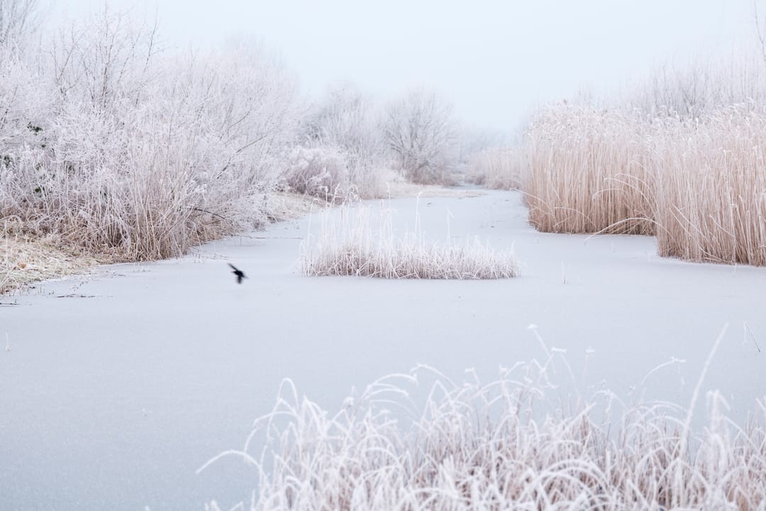 Foto 41 van Lisdoddelaan 36