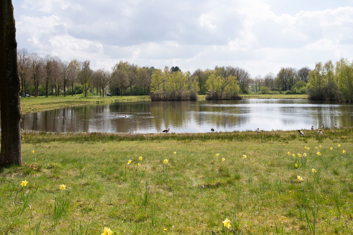 Foto 44 van Grijze Kraai 26