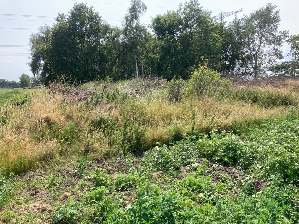 Zuiderveen - Winschoten - Afbeelding 7