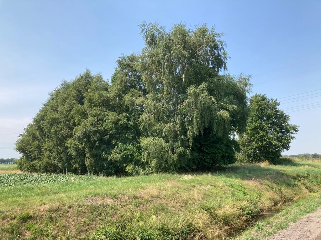 Zuiderveen - Winschoten - Afbeelding 4