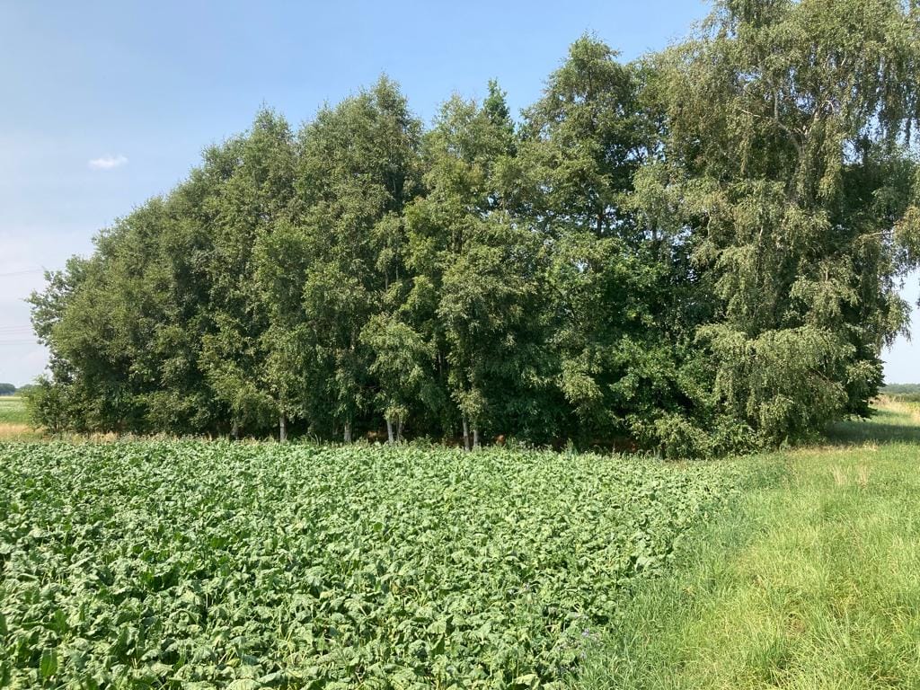 Zuiderveen - Winschoten - Afbeelding 5