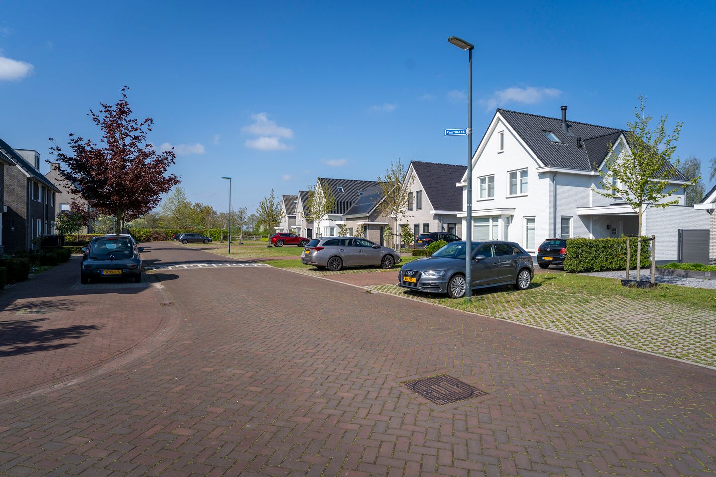 Foto 50 van Pastinaak 4