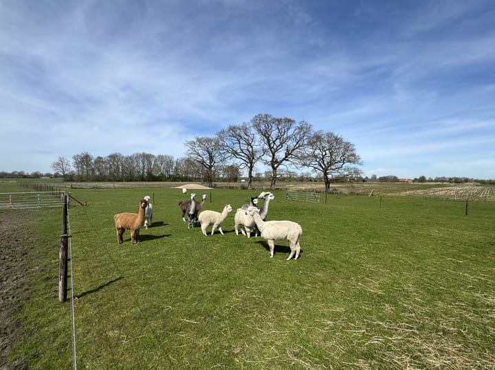 Foto 5 van Deelsum 17-B