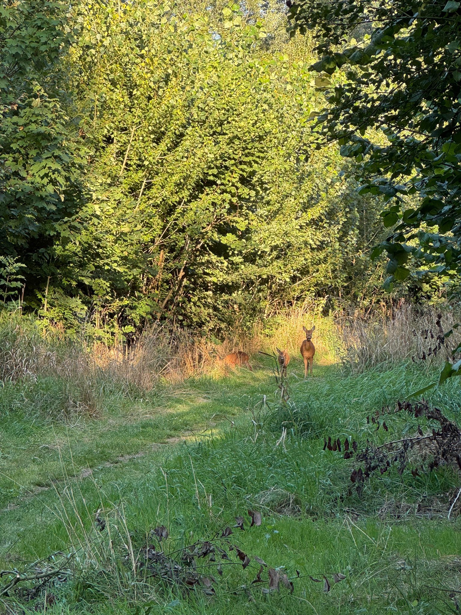 Foto 60 van Speulderbos 38