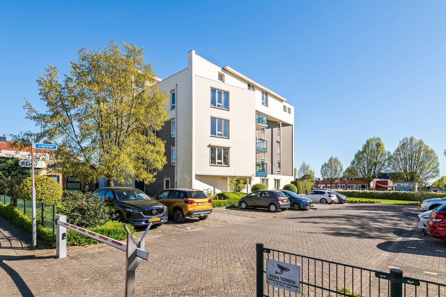 Foto 29 van Liguster 14