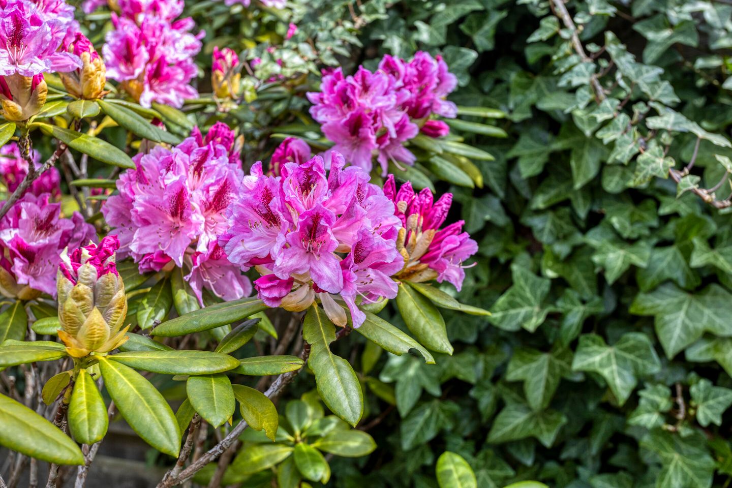 Foto 40 van Woertmansweg 8