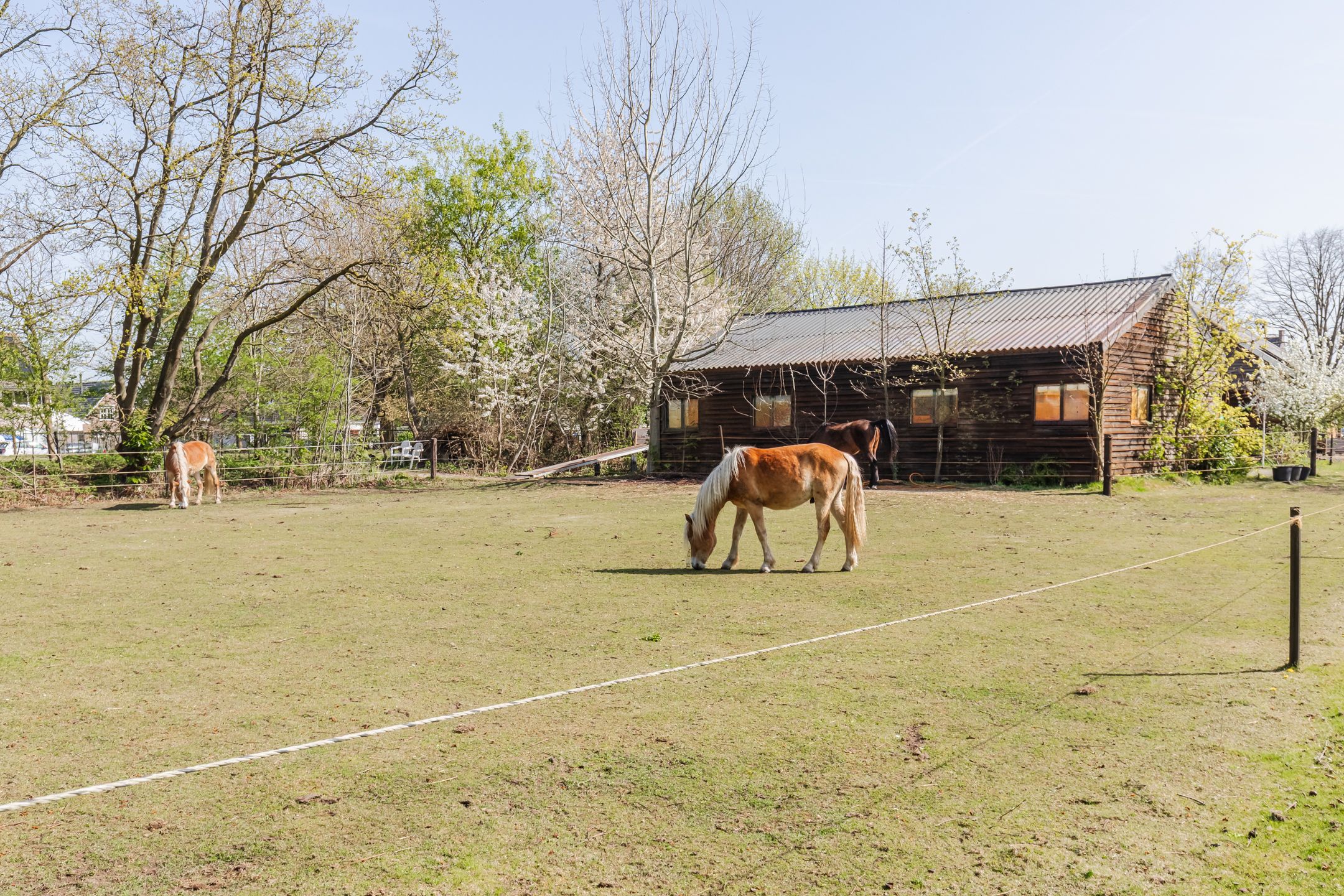 Foto 69 van Walnoot 2