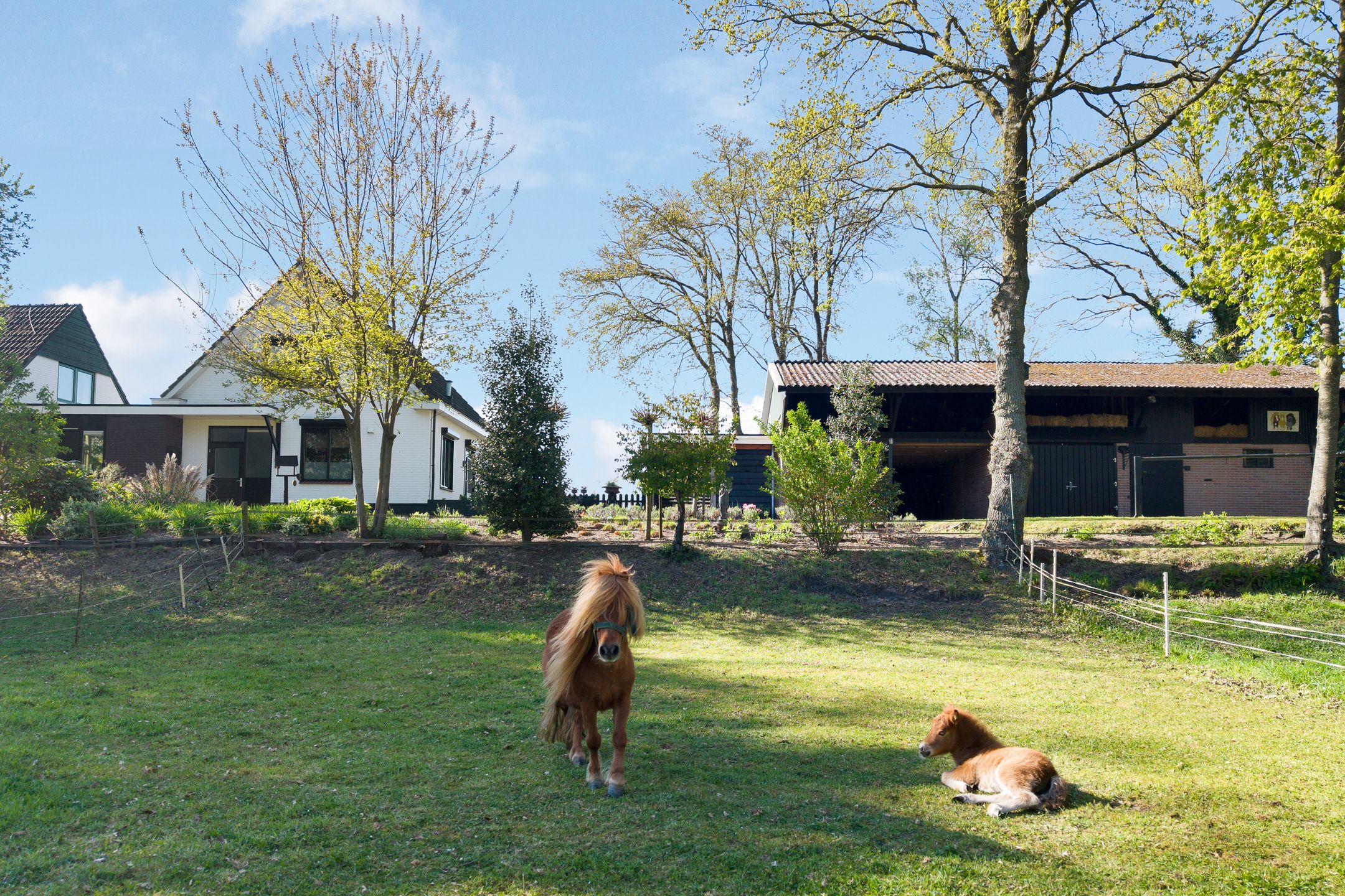 Foto 6 van Glinthaar 5