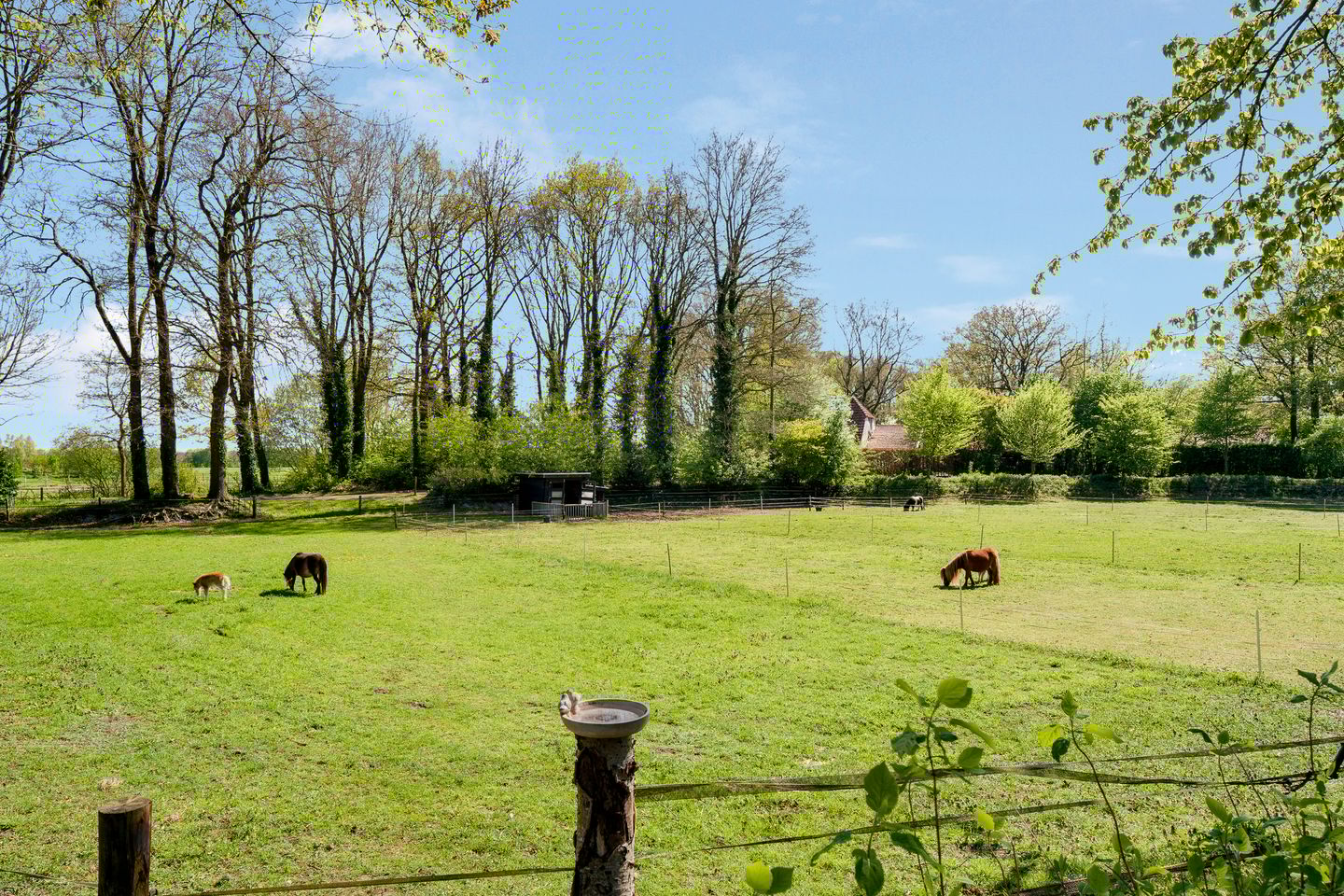 Foto 5 van Glinthaar 5