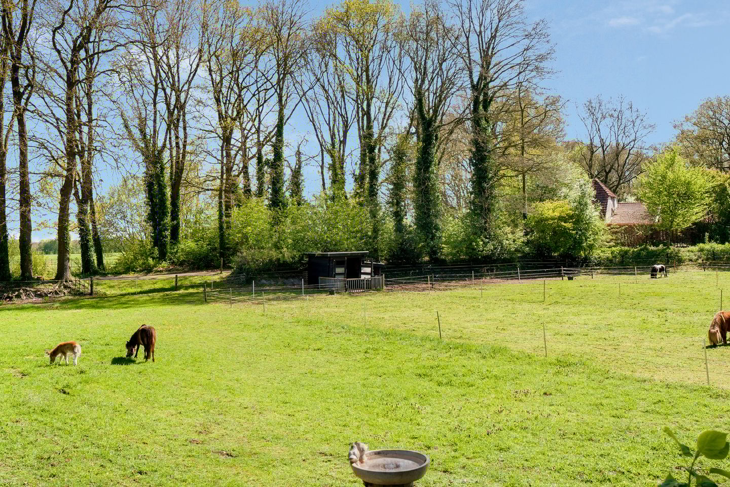 Foto 19 van Glinthaar 5