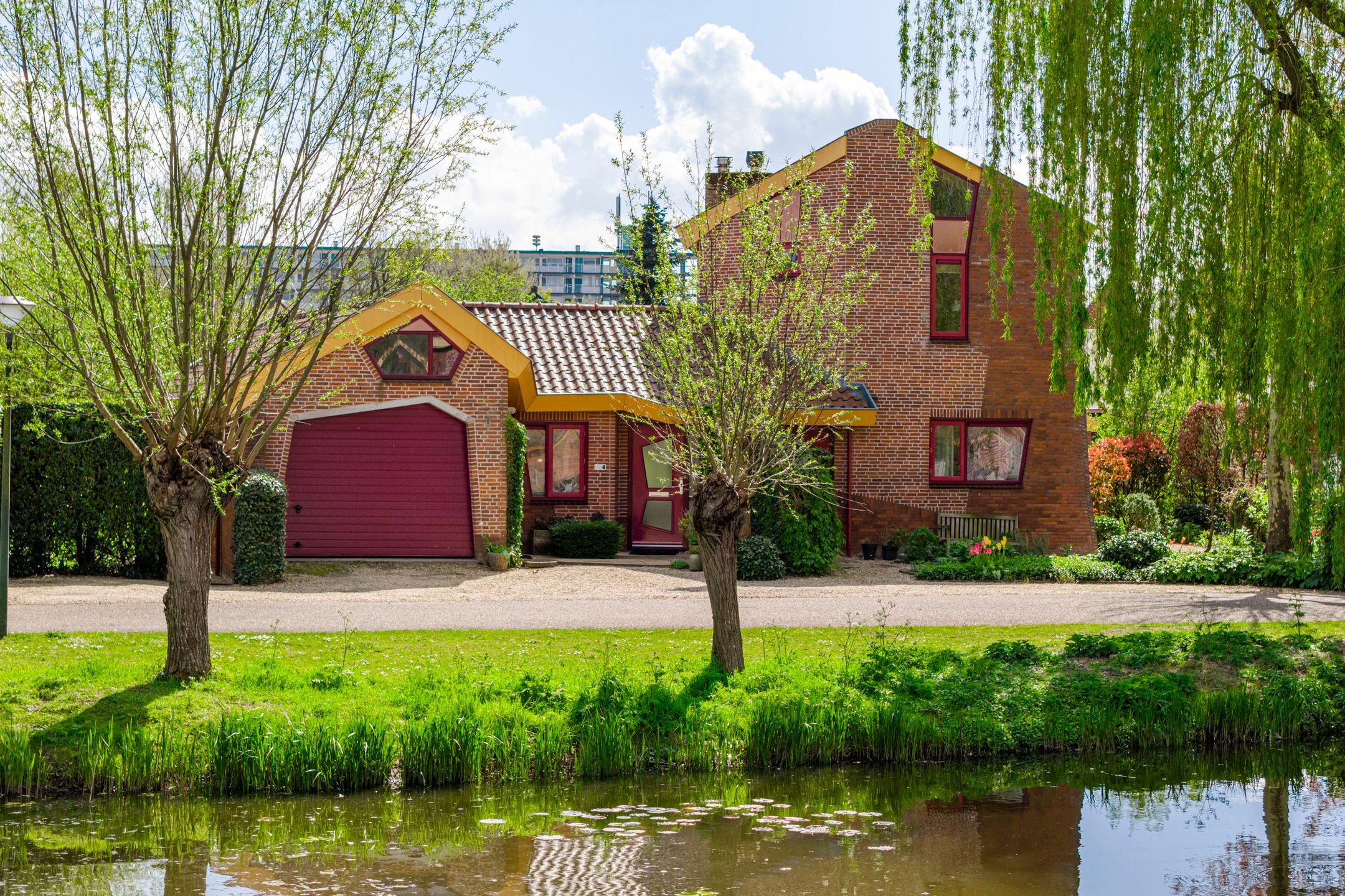Knobbelzwaan 4 