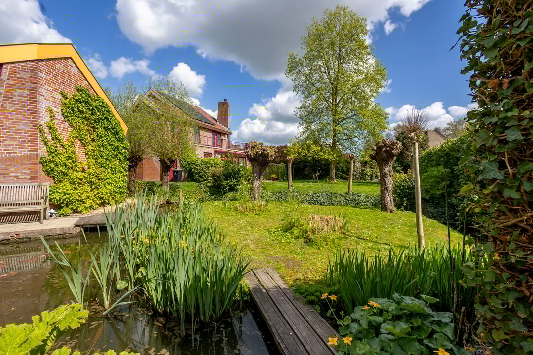 Foto 31 van Knobbelzwaan 4