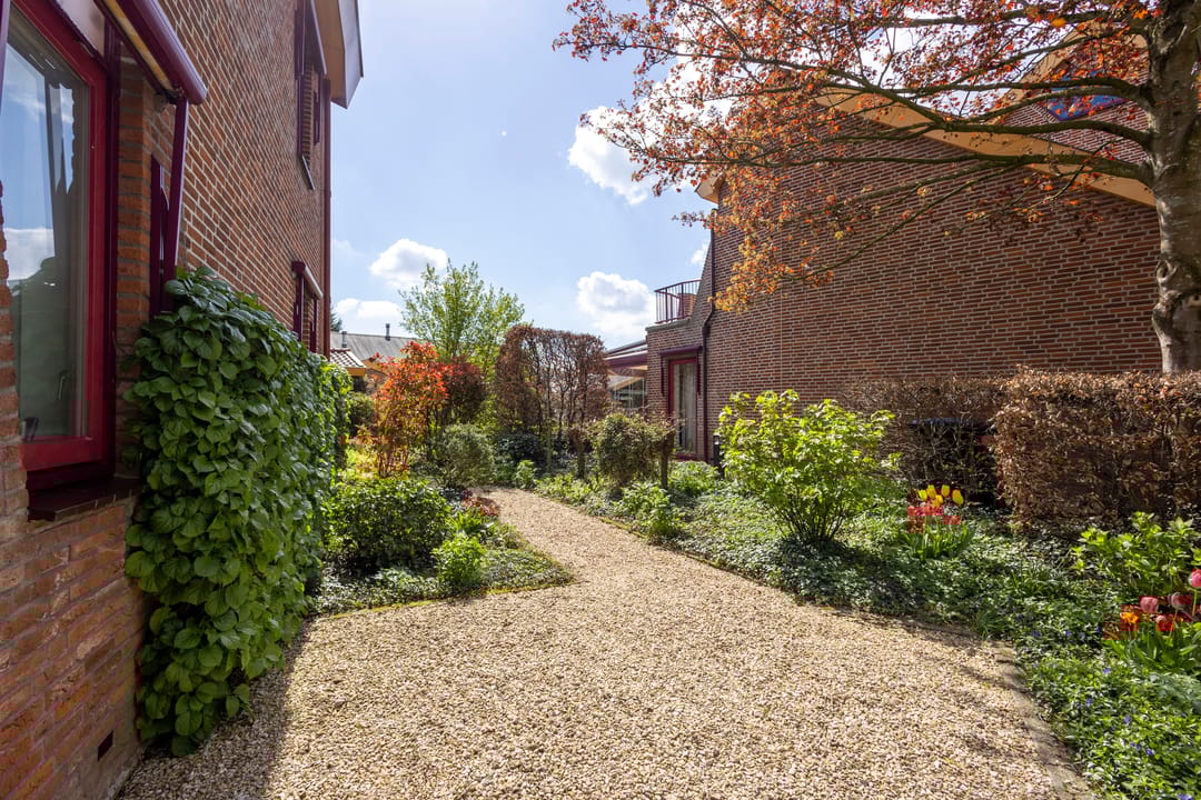 Foto 37 van Knobbelzwaan 4