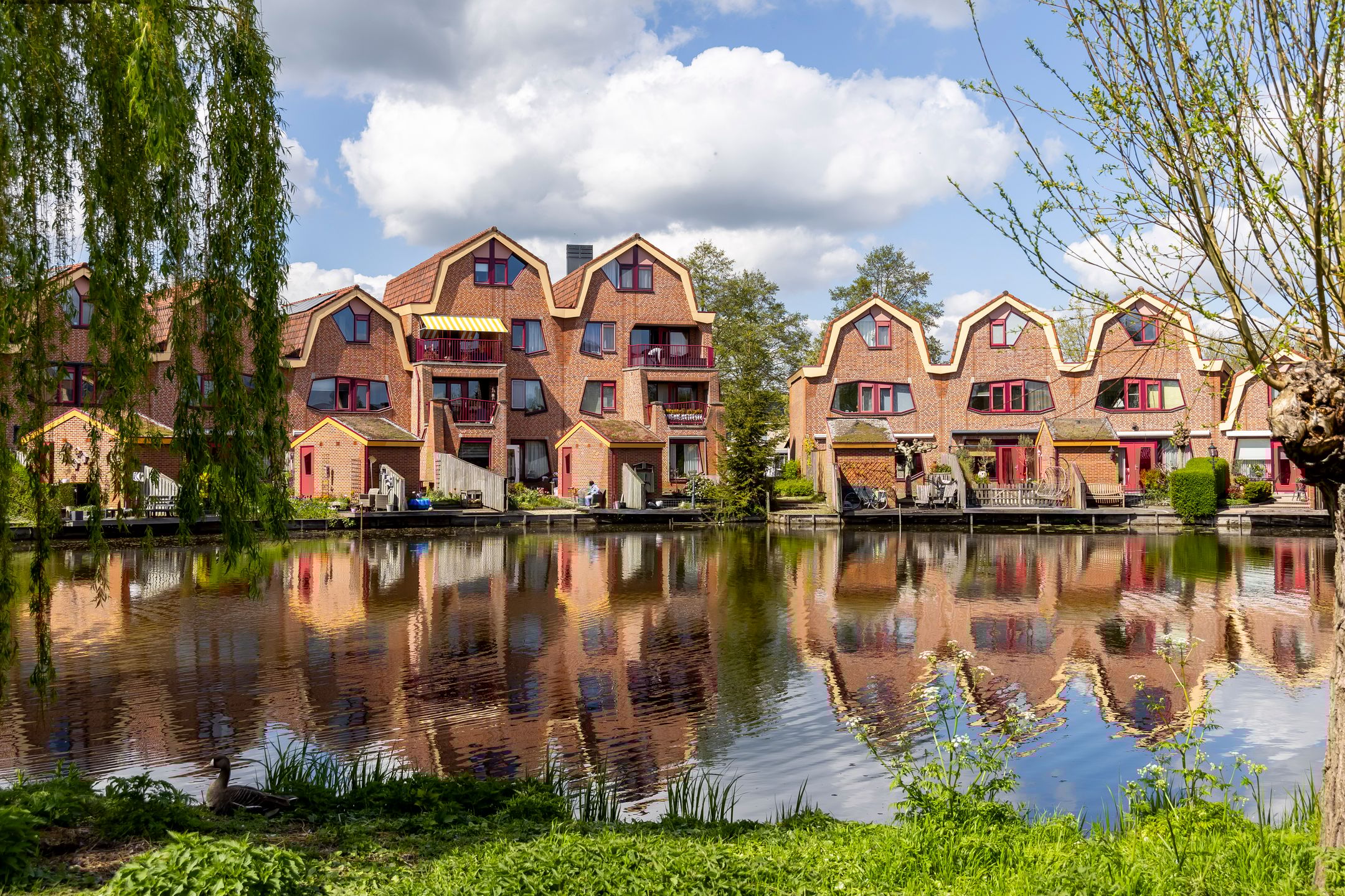 Foto 42 van Knobbelzwaan 4