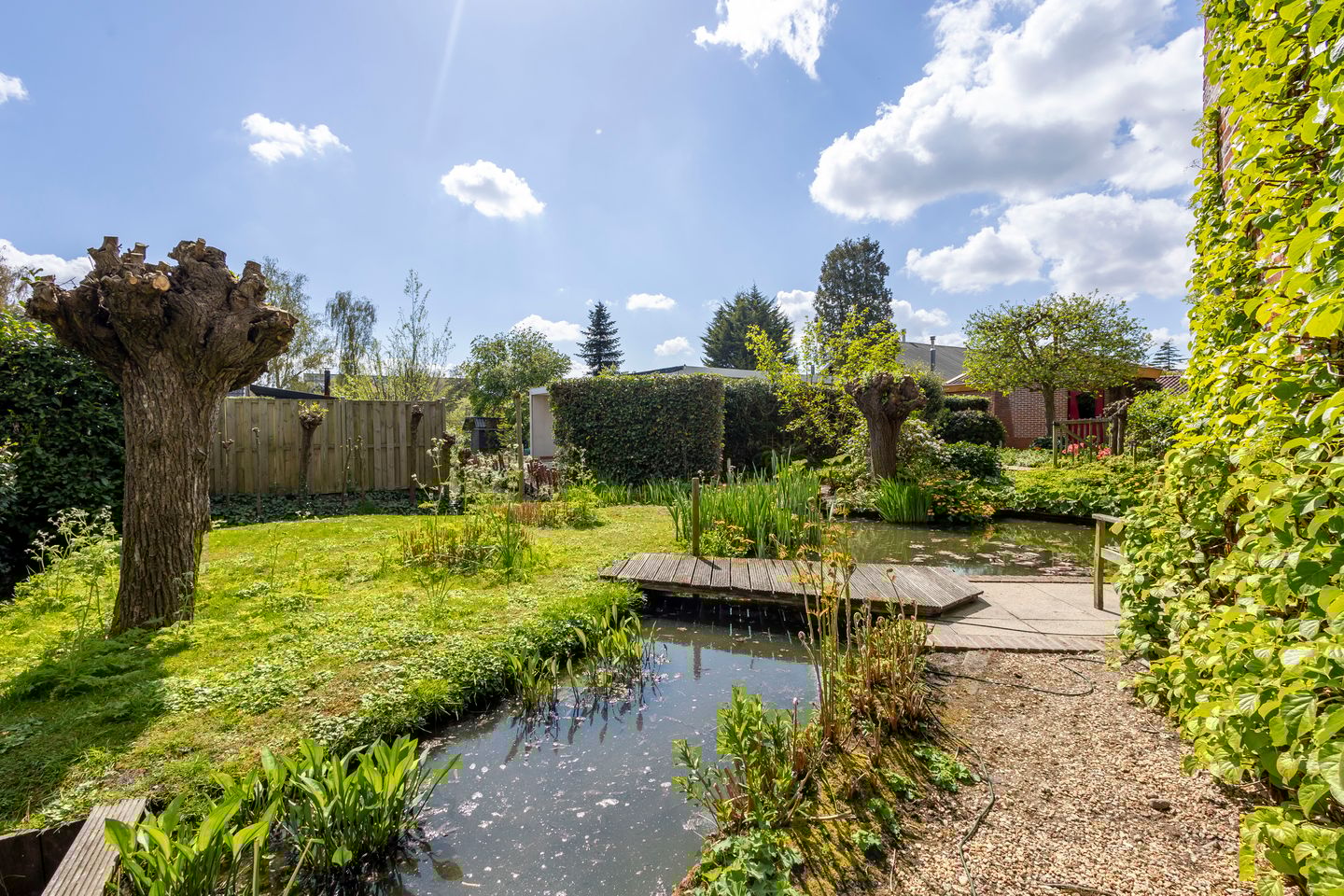 Foto 29 van Knobbelzwaan 4