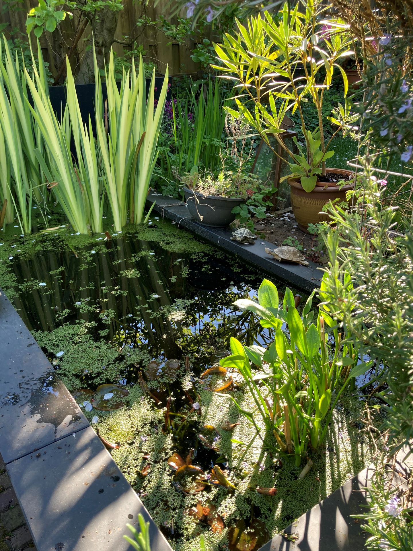 Foto 50 van Multatulilaan 5